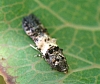 spotted aspen leaf-roller moth_pseudosciaphila duplex.jpg